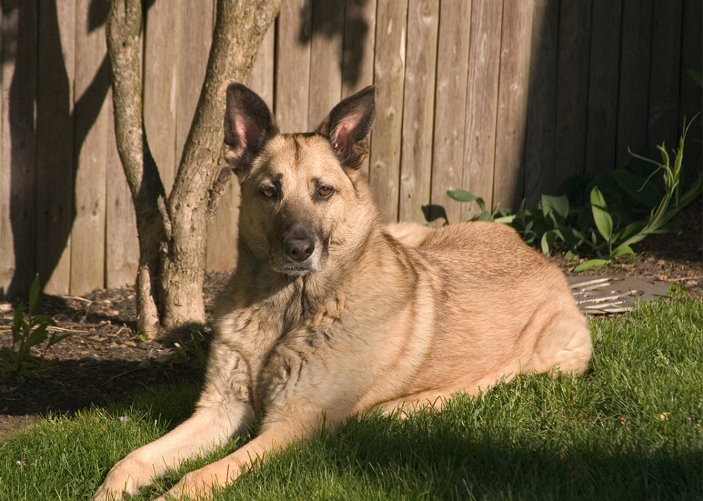 #20. Chinook